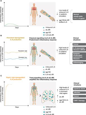 Optimisation of anti-interleukin-6 therapy: Precision medicine through mathematical modelling